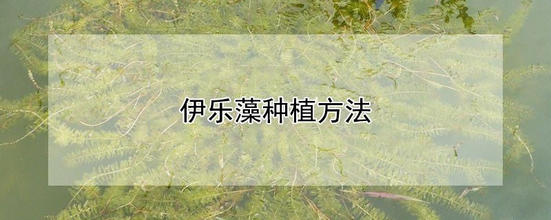 伊樂(lè)藻種植方法