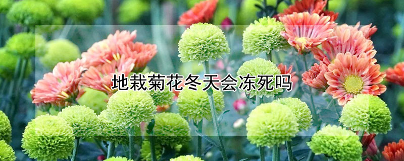 地栽菊花冬天會(huì)凍死嗎