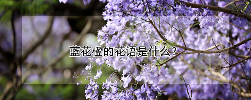 藍花楹的花語是什么?