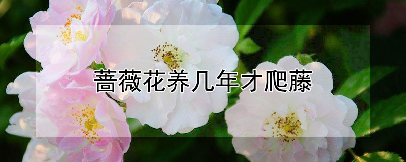 薔薇花養幾年才爬藤