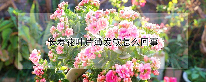 長壽花葉片薄發(fā)軟怎么回事