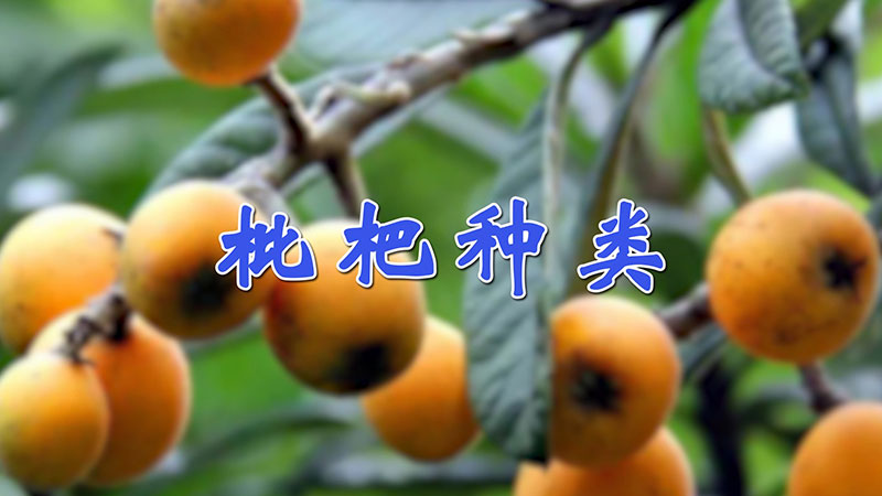 枇杷種類(lèi)