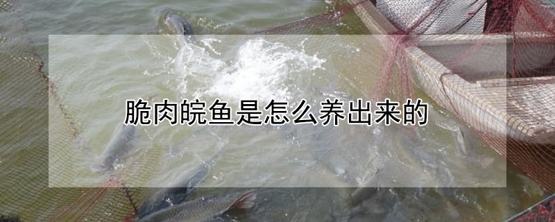 脆肉皖魚是怎么養出來的