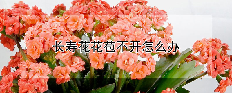 長壽花花苞不開怎么辦