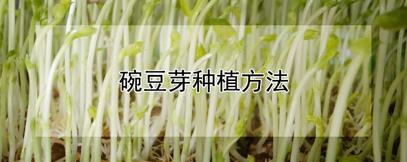 碗豆芽種植方法