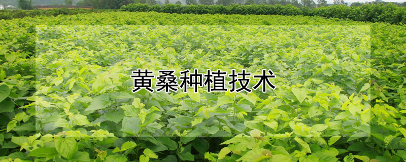 黃桑種植技術(shù)