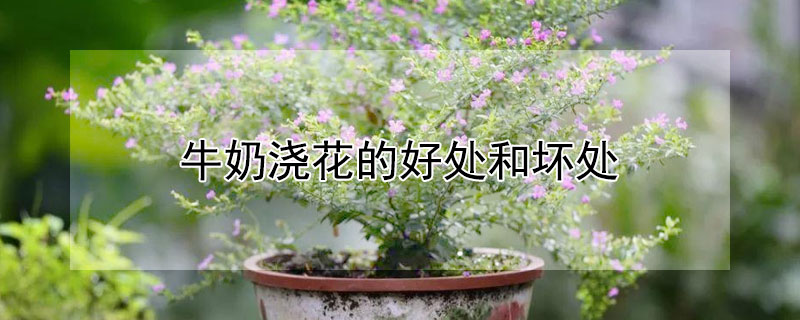 牛奶澆花的好處和壞處