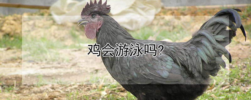 雞會游泳嗎?