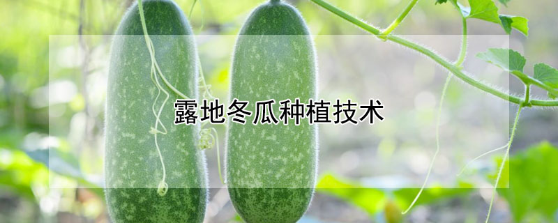 露地冬瓜種植技術(shù)