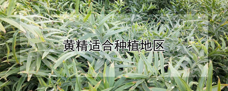 黃精適合種植地區