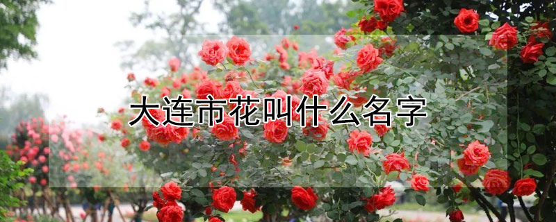 大連市花叫什么名字