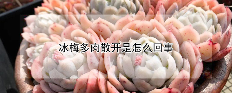 冰梅多肉散開是怎么回事