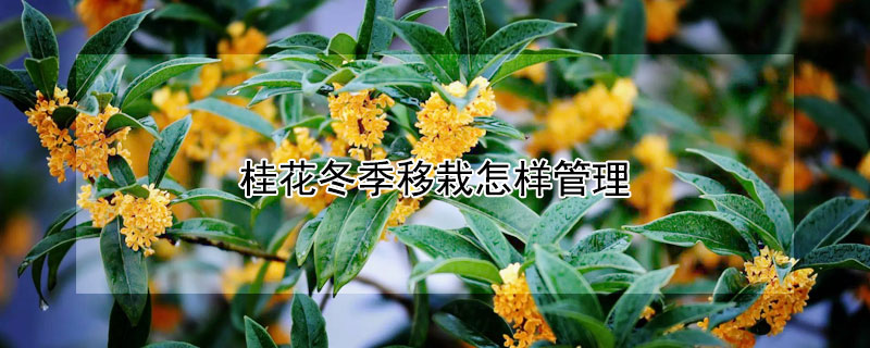 桂花冬季移栽怎樣管理