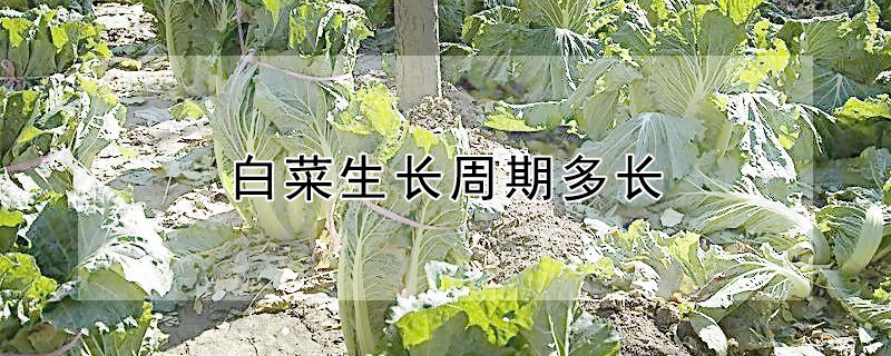 白菜生長周期多長