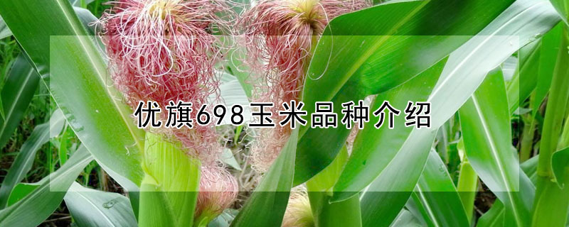 優旗698玉米品種介紹