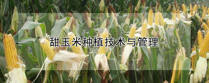 甜玉米種植技術與管理