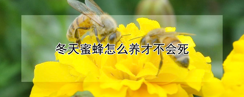 冬天蜜蜂怎么養才不會死