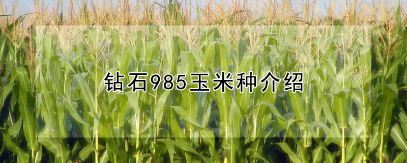 鉆石985玉米種介紹