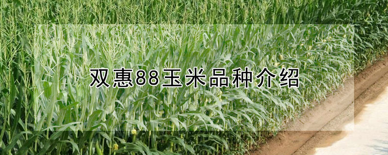 雙惠88玉米品種介紹