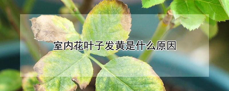 室內花葉子發黃是什么原因