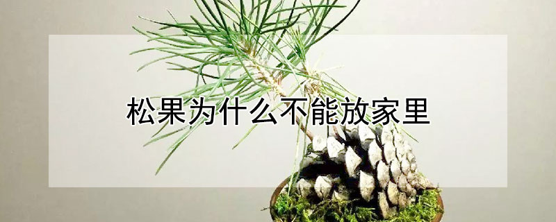 松果為什么不能放家里