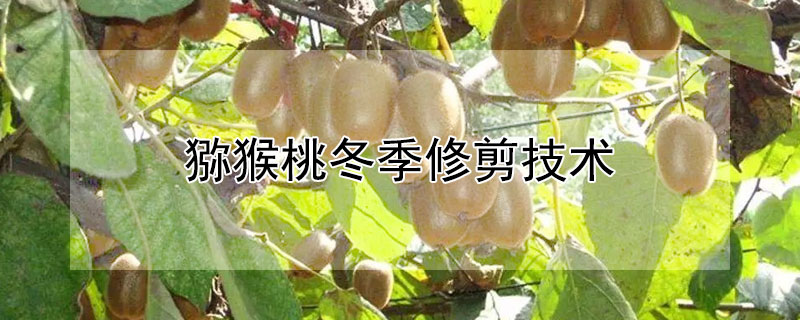 獼猴桃冬季修剪技術(shù)