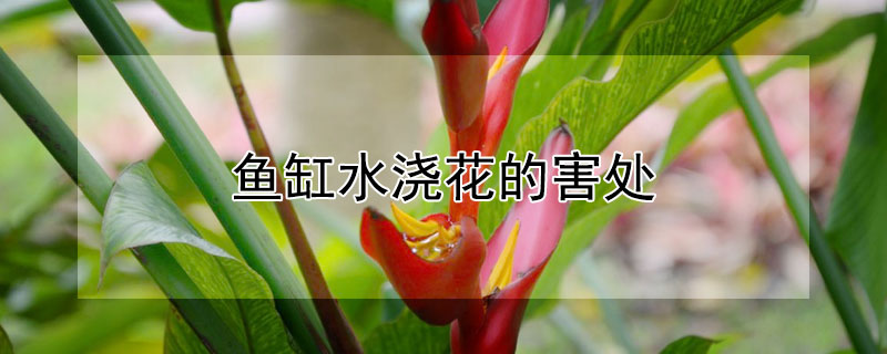 魚缸水澆花的害處