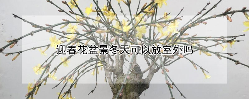 迎春花盆景冬天可以放室外嗎