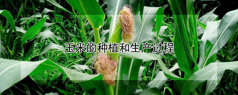 玉米的種植和生產過程