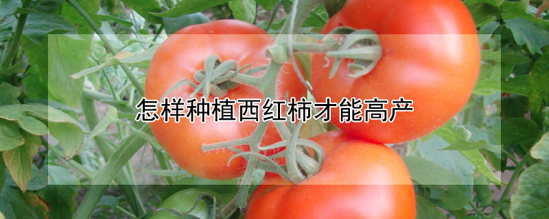 怎樣種植西紅柿才能高產