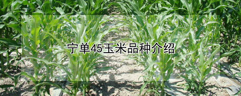 寧單45玉米品種介紹