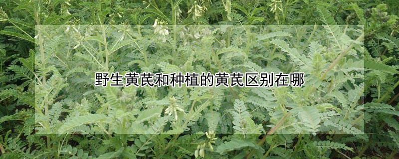 野生黃芪和種植的黃芪區別在哪