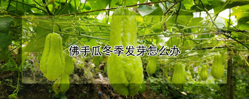 佛手瓜冬季發芽怎么辦