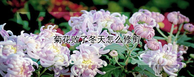 菊花敗了冬天怎么修剪