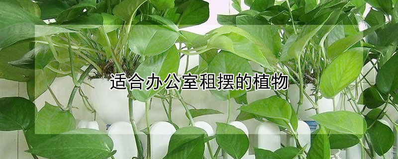 適合辦公室租擺的植物