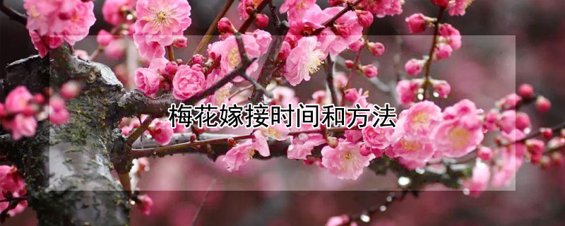 梅花嫁接時間和方法