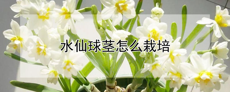 水仙球莖怎么栽培