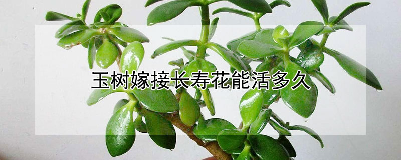 玉樹嫁接長壽花能活多久