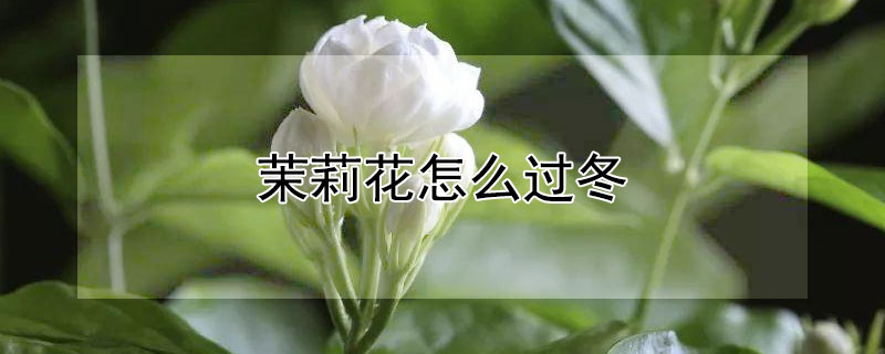 茉莉花怎么過冬