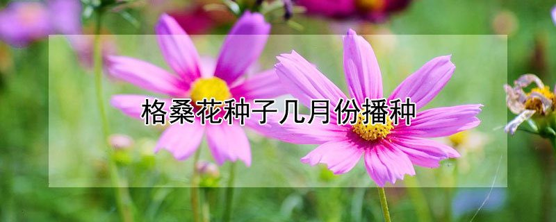 格桑花種子幾月份播種