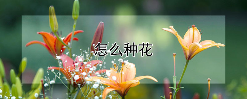 怎么種花