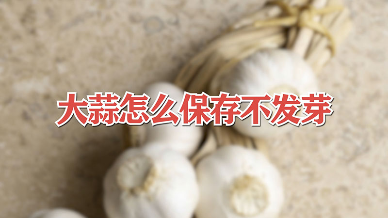 大蒜怎么保存不發芽