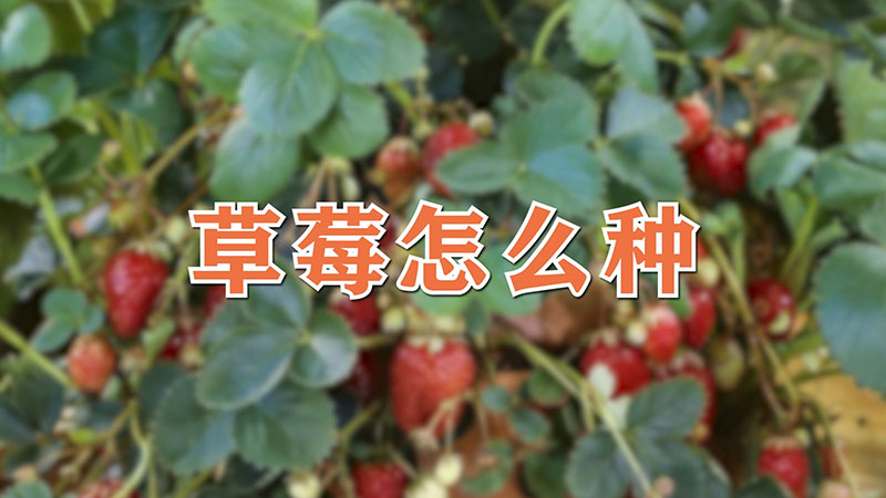 草莓怎么種