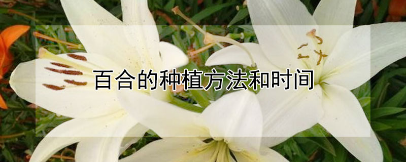 百合的種植方法和時間