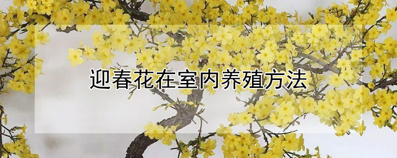 迎春花在室內(nèi)養(yǎng)殖方法