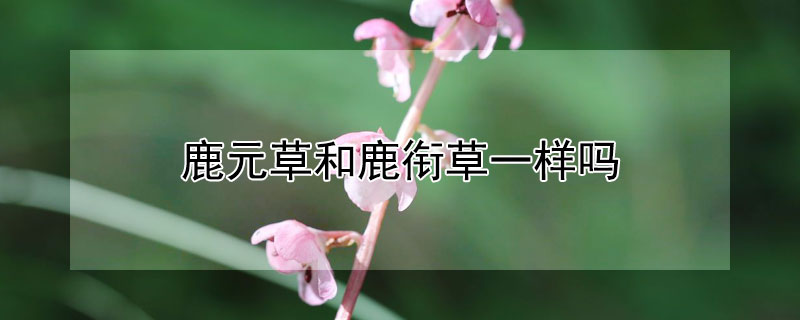 鹿元草和鹿銜草一樣嗎