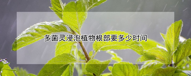 多菌靈浸泡植物根部要多少時間