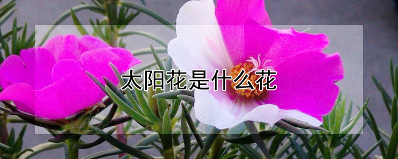 太陽花是什么花