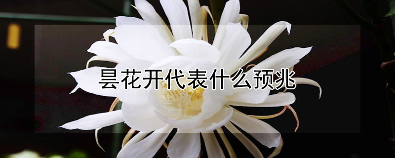 曇花開代表什么預(yù)兆