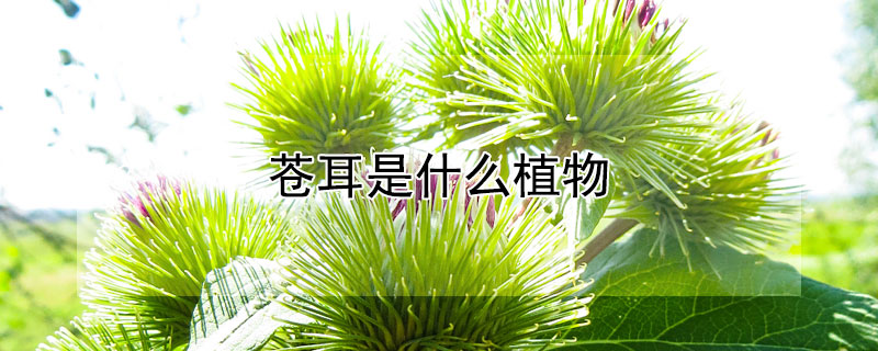 蒼耳是什么植物